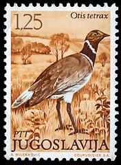 Image showing Stamp printed in Yugoslavia shows the Little Bustard