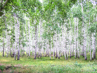 Image showing birch forest