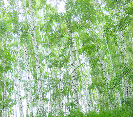 Image showing birch trees