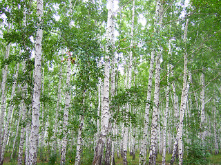 Image showing birch forest