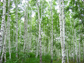 Image showing birch forest