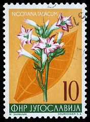 Image showing Stamp printed in Yugoslavia shows cultivated tobacco