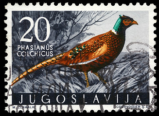 Image showing Stamp printed in Yugoslavia shows the Pheasant