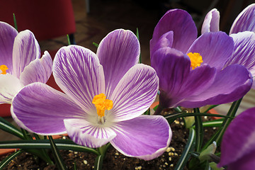 Image showing Crocus