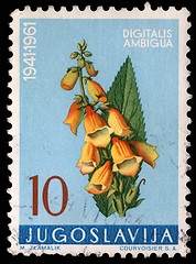 Image showing tamp printed in Yugoslavia shows yellow foxglove