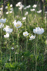 Image showing Windflowers