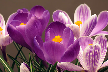 Image showing Crocus