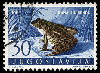 Image showing Stamp printed in Yugoslavia shows the Marsh Frog