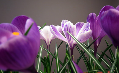 Image showing Crocus