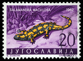 Image showing Stamp printed in Yugoslavia shows the Salamander