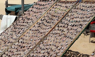 Image showing Dried fish 