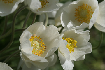 Image showing Windflowers