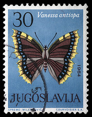 Image showing Stamp printed in Yugoslavia shows butterfly