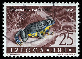 Image showing Stamp printed in Yugoslavia shows the Apennine Yellow-bellied Toad