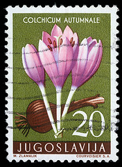 Image showing tamp printed in Yugoslavia shows autumn crocus