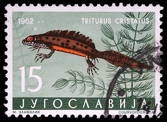 Image showing Stamp printed in Yugoslavia shows the Triturus