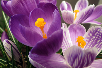 Image showing Crocus