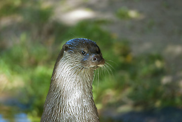 Image showing European otter