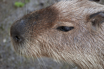 Image showing Capybara