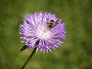 Image showing little bee