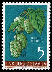 Image showing Stamp printed in Yugoslavia shows common hop