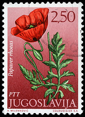 Image showing Stamp printed in Yugoslavia shows field poppy