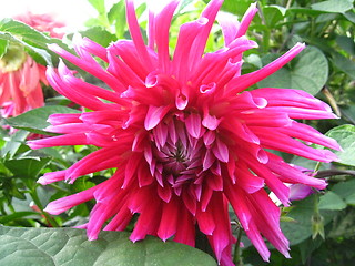 Image showing beautiful flower of red dahlia