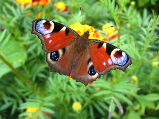 Image showing The peacock eye on the flower