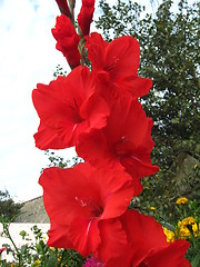 Image showing a beautiful flower of gladiolus