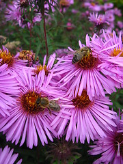 Image showing The bees sitting on the asters