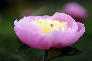 Image showing Flowers, Peony