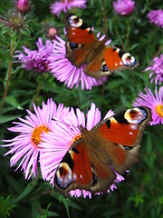 Image showing The pair of peacock eyes on the asters