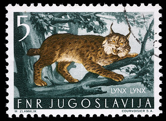 Image showing Stamp printed in Yugoslavia shows the Lynx