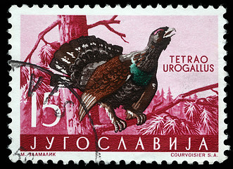 Image showing tamp printed in Yugoslavia shows the Western Capercaillie