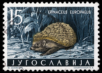 Image showing Stamp printed in Yugoslavia shows the European Hedgehog