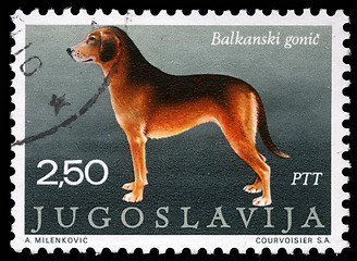 Image showing Stamp printed in Yugoslavia shows the Serbian Hound