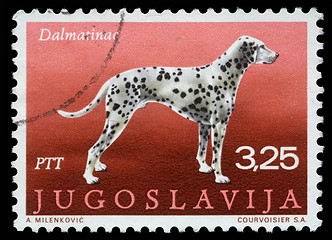 Image showing Stamp printed in Yugoslavia shows the Dalmatian