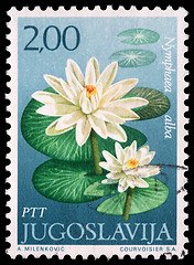 Image showing Stamp printed in Yugoslavia shows Waterlily