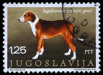 Image showing Stamp printed in Yugoslavia shows the Serbian Tricolour Hound