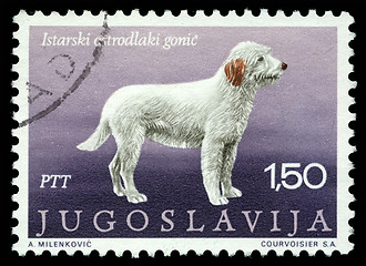 Image showing tamp printed in Yugoslavia shows the Istrian coarse-haired hounds