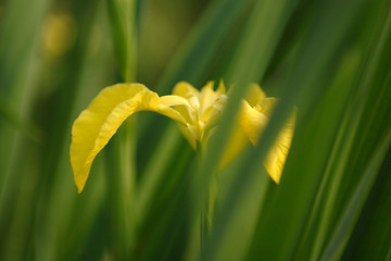 Image showing Flowers, Iris