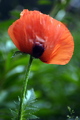 Image showing Flowers, Poppy