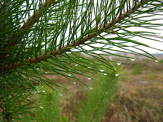 Image showing Branches of the pine with drops of rain