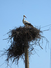 Image showing Nest of storks in village