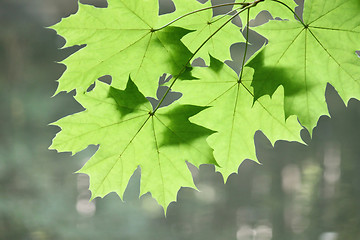 Image showing Branch of maple