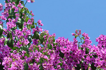 Image showing Beautiful bougainvillea flowers