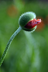 Image showing Flowers, Bud Poppy