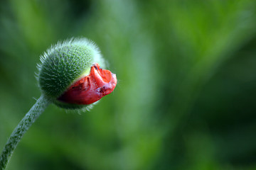 Image showing Flowers, Bud Poppy