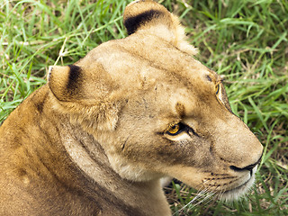 Image showing Lioness portrait