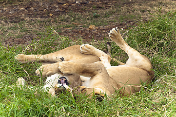 Image showing Tendresse